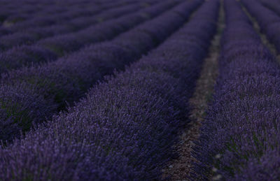 Scenic view of lavender growing on field