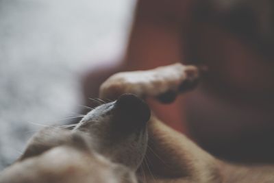 mammal
