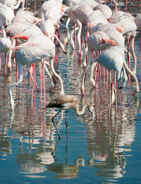 Birds in lake