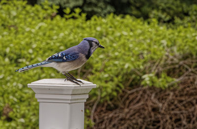 Close-up of the blue jay is a passerine bird