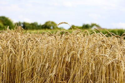 Close-up of wheat field against sky