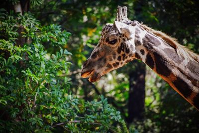 Close-up of giraffe in forest