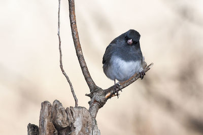 Close-up of bird perching on tree