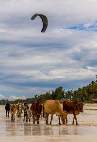 Horses on a field