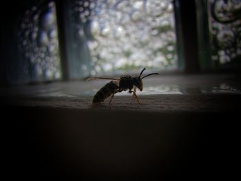 Close-up of insect on window