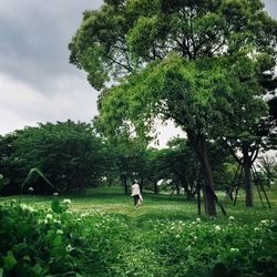 Trees on grassy field