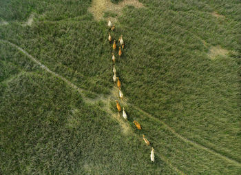 High angle view of plants on field