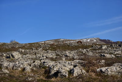 Scenic view of landscape against clear blue sky