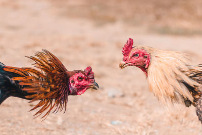 Close-up of roosters