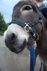 Close-up of horse