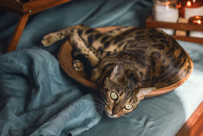 Cat resting on bed at home