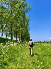 Rear view of woman walking along a line of trees under a blue sky