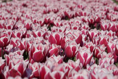 Full frame shot of pink flowering plants