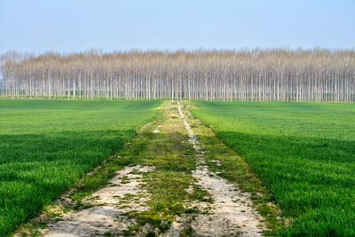 Scenic view of field against clear sky