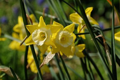Close-up of yellow daffodil blooming outdoors