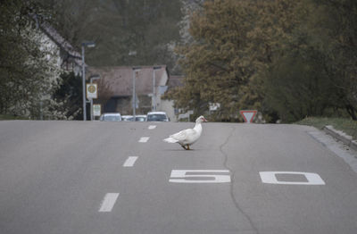 Seagull perching on a road