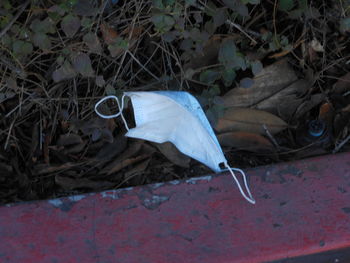 High angle view of a bird on the ground