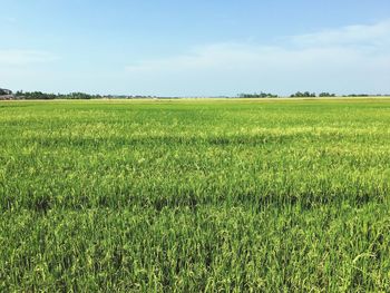 Scenic view of agricultural field against sky