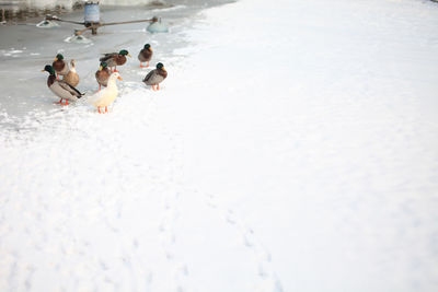 Group of people on snow covered landscape