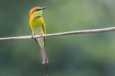 Close-up of bird perching on branch