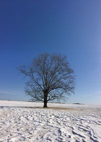 Bare tree on snow field against clear sky