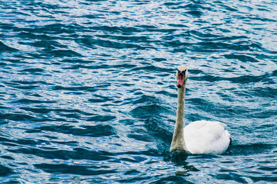 Swan swimming in lake