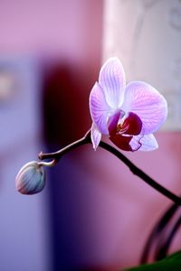 Close-up of purple flowering plant
