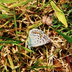 High angle view of butterfly on flower