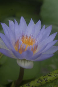 Close-up of pink flowers blooming outdoors