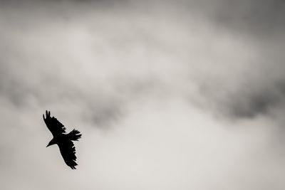 Low angle view of a bird flying