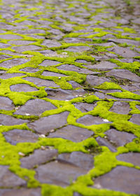 Close-up of wet leaf