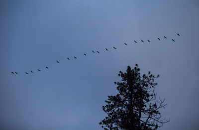 Low angle view of birds flying in the sky