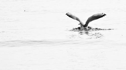 Seagulls flying over lake