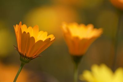 Close-up of orange flowering plant