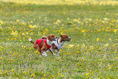 Basenji dogs in