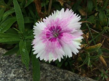 Close-up of purple flower blooming outdoors