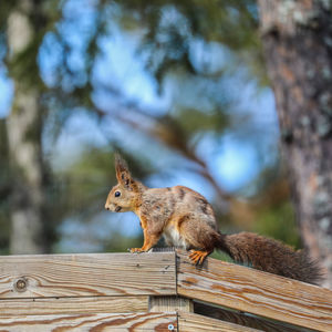 Squirrel on wood