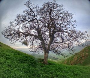 Bare trees on grassy field