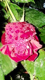 Close-up of wet pink flower blooming outdoors