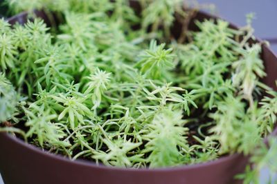Close-up of cactus growing in potted plant