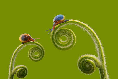 Close-up of snail on branch over green background