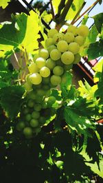 Close-up of fruits hanging on tree