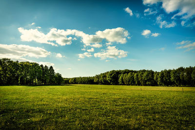 Scenic view of trees on field against sky