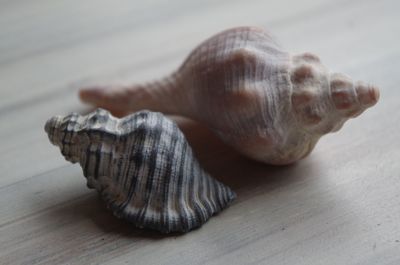 Close-up of seashell on table