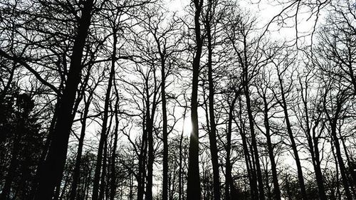 Low angle view of bare trees in forest