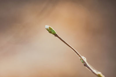 Close-up of plant growing outdoors