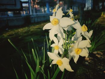 Close-up of white flowers blooming outdoors