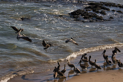 High angle view of seagulls on beach