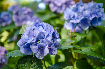 Close-up of purple hydrangea flowers