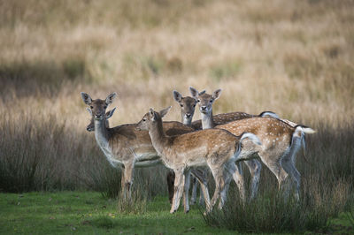 Deer standing on field